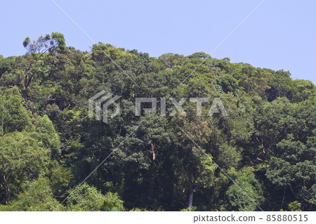 Tropical trees of the Railay Peninsula, Thailand 85880515