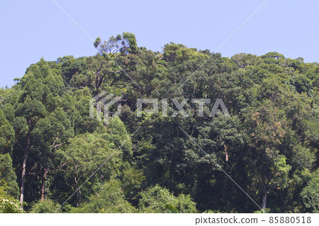 Tropical trees of the Railay Peninsula, Thailand Tropical trees of the Railay Peninsula, Thailand 85880518