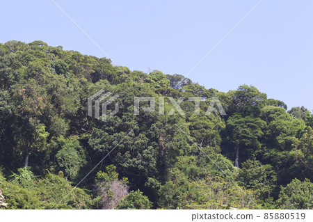 Tropical trees of the Railay Peninsula, Thailand Tropical trees of the Railay Peninsula, Thailand 85880519
