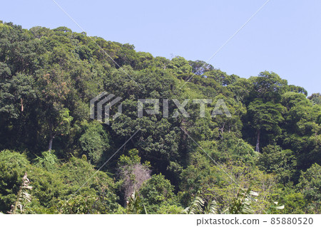 Tropical trees of the Railay Peninsula, Thailand Tropical trees of the Railay Peninsula, Thailand 85880520