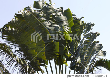 Tropical trees of the Railay Peninsula, Thailand Tropical trees of the Railay Peninsula, Thailand 85880521
