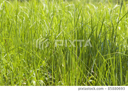 Tropical grass of the Railay Peninsula, Thailand Tropical grass of the Railay Peninsula, Thailand 85880693