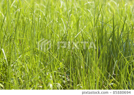 Tropical grass of the Railay Peninsula, Thailand Tropical grass of the Railay Peninsula, Thailand 85880694