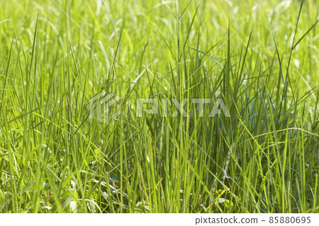 Tropical grass of the Railay Peninsula, Thailand Tropical grass of the Railay Peninsula, Thailand 85880695