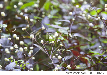 Tropical grass of the Railay Peninsula, Thailand Tropical grass of the Railay Peninsula, Thailand 85880697