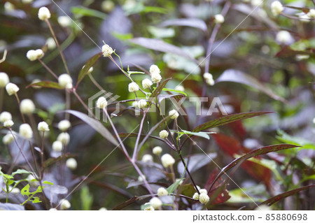 Tropical grass of the Railay Peninsula, Thailand Tropical grass of the Railay Peninsula, Thailand 85880698