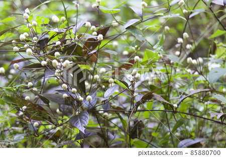 Tropical grass of the Railay Peninsula, Thailand Tropical grass of the Railay Peninsula, Thailand 85880700