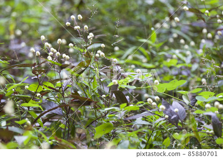 Tropical grass of the Railay Peninsula, Thailand Tropical grass of the Railay Peninsula, Thailand 85880701