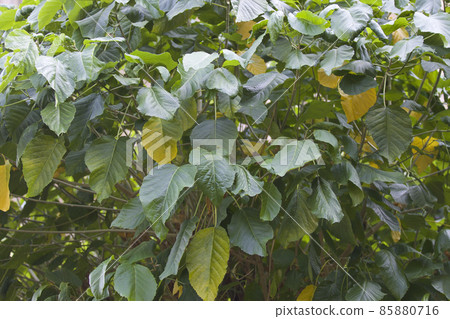 Tropical trees of the Railay Peninsula, Thailand 85880716