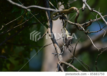 吞下樹上鳥的蛇(立川公園/立川市,東京) 吞下樹上鳥的蛇(立川公園/立川市,東京) 85881750