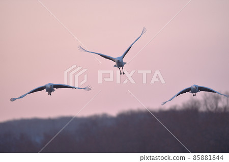 三架日本鶴在粉紅色的天空中飛翔（北海道） 85881844