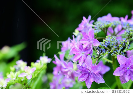 Hydrangea of rainy season Hydrangea of rainy season 85881962
