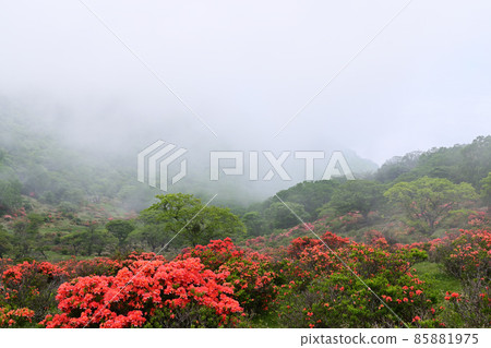 霧和杜鵑花 霧和杜鵑花 85881975