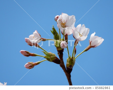 Yoshino cherry tree Yoshino cherry tree 85882861