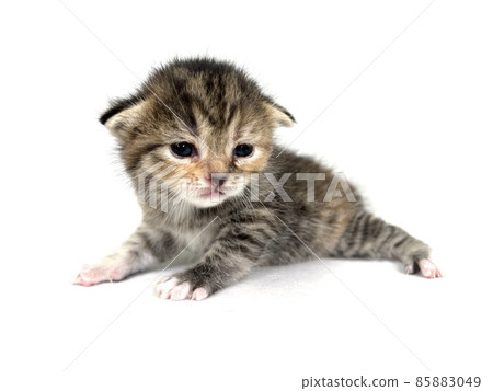 Rust-colored Scottish Fold kitten 85883049
