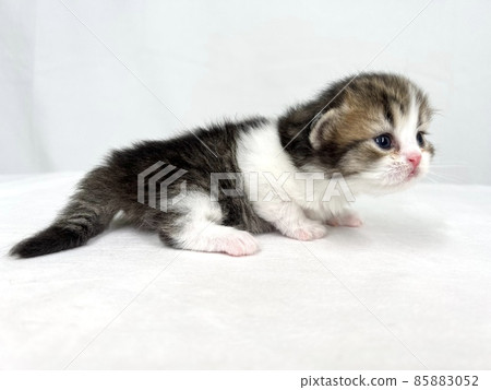 Kitten of Scottish fold 85883052