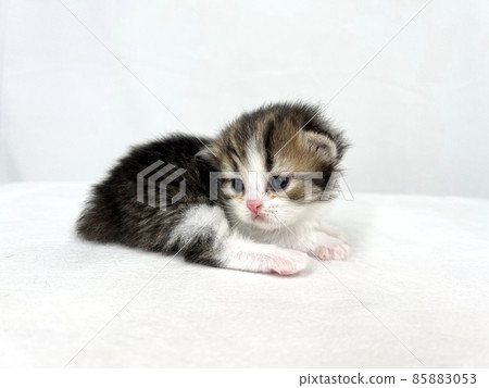 Kitten of Scottish fold Kitten of Scottish fold 85883053
