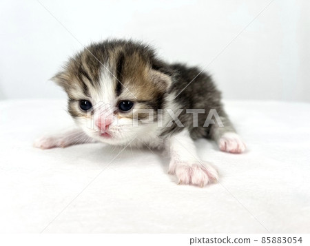 Kitten of Scottish fold 85883054