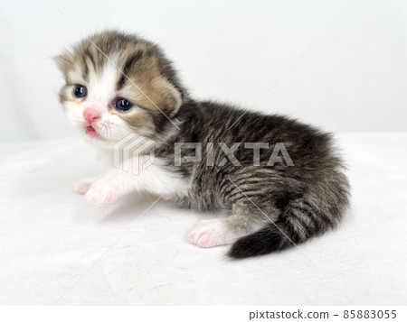 Kitten of Scottish fold 85883055