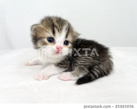 Kitten of Scottish fold 85883056