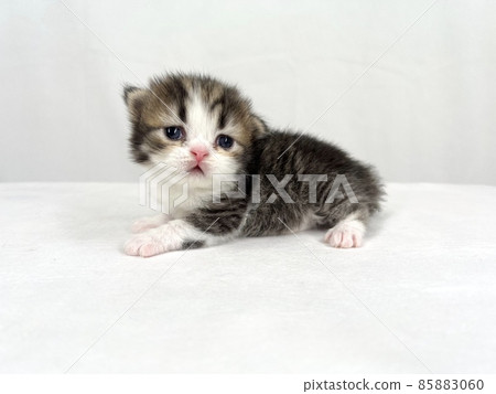 Kitten of Scottish fold 85883060