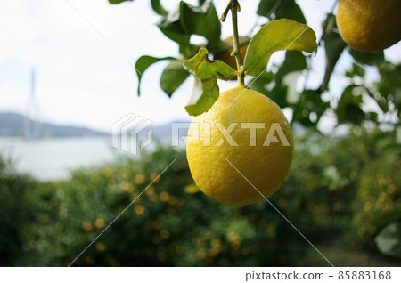 生口島上的檸檬樹 85883168