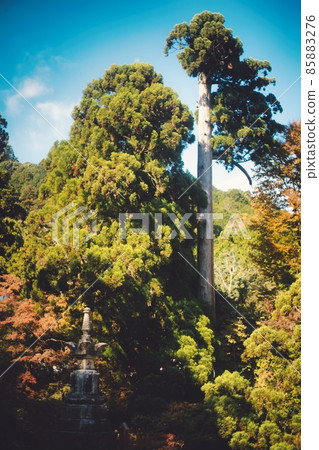 高大的大樹、秋葉與神社寺廟的合作 85883276