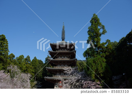 Cherry blossoms, five-storied pagoda and moon at Daigoji Temple in Kyoto Cherry blossoms, five-storied pagoda and moon at Daigoji Temple in Kyoto 85883310