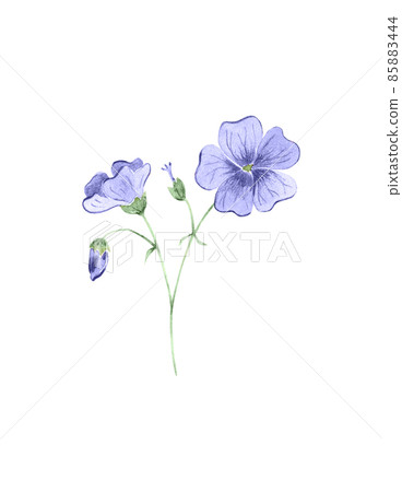 Watercolor geranium isolated on white. Hand drawn illustration of very peri flower. Botanical element for label, greeting card design and packaging. 85883444