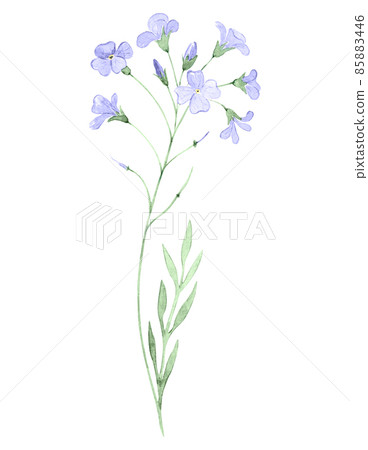 Watercolor cuckoo or bitter cress isolated on white. Hand drawn illustration of very peri flower. Botanical element for label, greeting card design and packaging. 85883446