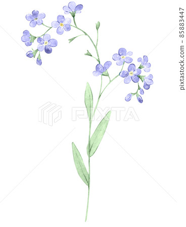 Watercolor myosotis or forget me not isolated on white. Hand drawn illustration of very peri flower. Botanical element for label, greeting card design and packaging. 85883447