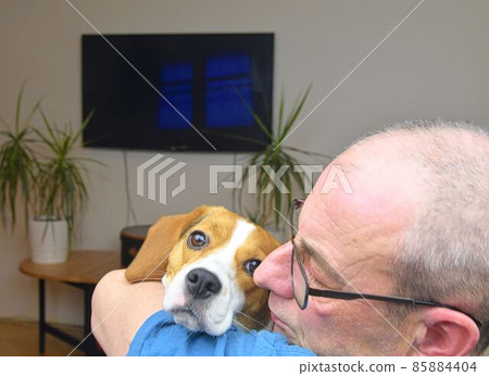 Portrait of a man holding a cute beagle dog. POV of happy dog owner holding puppy beagle dog in his arms 85884404