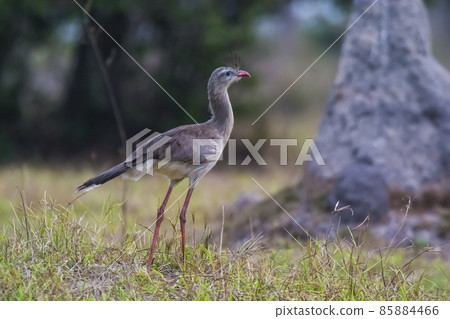 Red legged Seriema, Pantanal , Brazil Red legged Seriema, Pantanal , Brazil 85884466