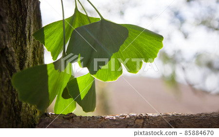 Beautifully sunlit ginkgo leaves -  copy speace for text. 85884670