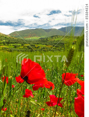 Poppy flower in Atlas mountains in Morocco Poppy flower in Atlas mountains in Morocco 85884814