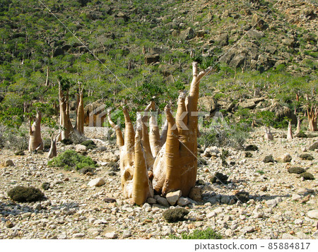 Grove of Adenium obesum aka bottle tree, endemic plant of Socotra, Yemen 85884817