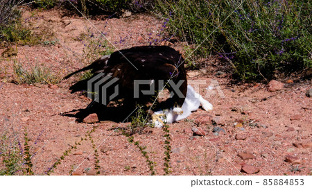 hunting golden eagle aka Berkut and its prey is the hare near Bokonbayevo, Kyrgyzstan 85884853