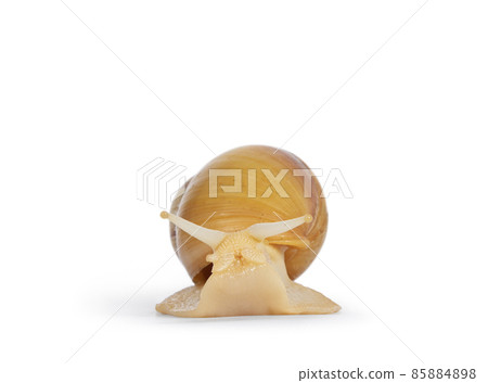 Giant West African snail on white background 85884898