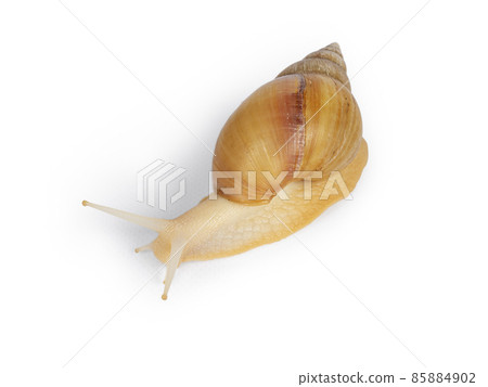 Giant West African snail on white background 85884902