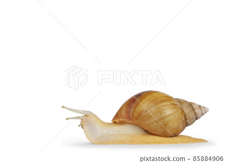 Giant West African snail on white background 85884906