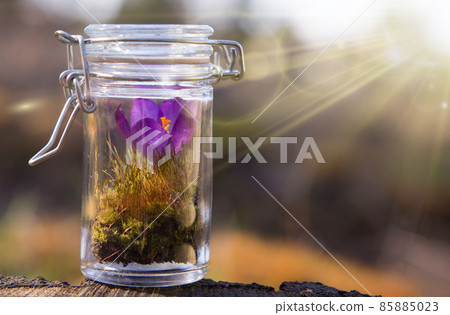 Natural organic extraction and green herbal 85885023