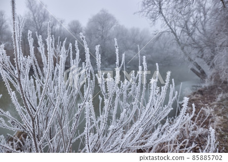 Icy Frosted Branches Winter Landscape 85885702