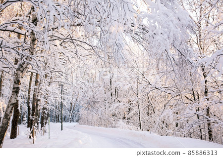Walking path with sloped snow-covered trees in the rays of the winter sun 85886313