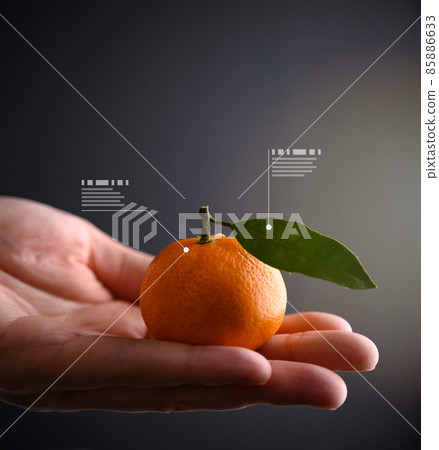 mandarin orange, mikan, hand 85886633