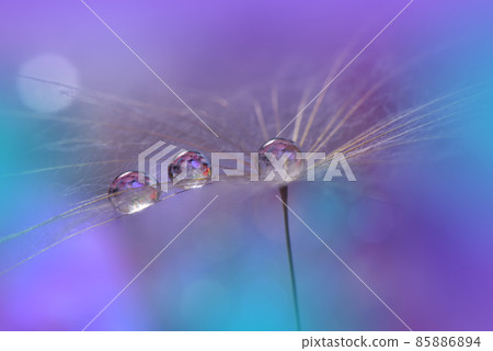 Beautiful Nature Background.Floral Art Design.Abstract Macro Photography.Pastel Flower.Dandelion Flowers.Violet Background.Creative Artistic Wallpaper.Wedding Invitation.Celebration,love.Close up View Beautiful Nature Background.Floral Art Design.Abstract Macro Photography.Pastel Flower.Dandelion Flowers.Violet Background.Creative Artistic Wallpaper.Wedding Invitation.Celebration,love.Close up View 85886894