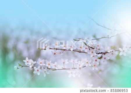 Beautiful Nature Background.Floral Art Design.Abstract Macro Photography.Colorful Flower.Blooming Spring Flowers.Creative Artistic Wallpaper.Celebration,love.Close up View.Happy Holidays.Copy Space. 85886953