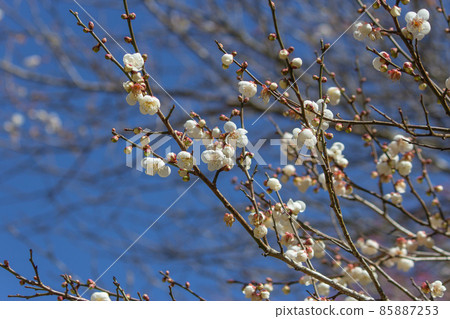 台灣,冬季,季節,梅花,堅毅,雪白 85887253