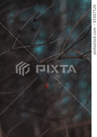 Dark winter nature. Frozen Plants 85887526