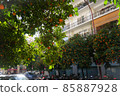 orabge tree  85887928