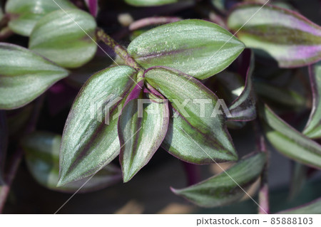 Wandering jew 85888103
